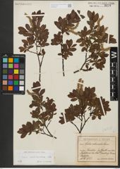 Foto von Salix waldsteiniana Willd.